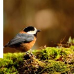 Canon cherche à sensibiliser à l'importance de la protection de la biodiversité