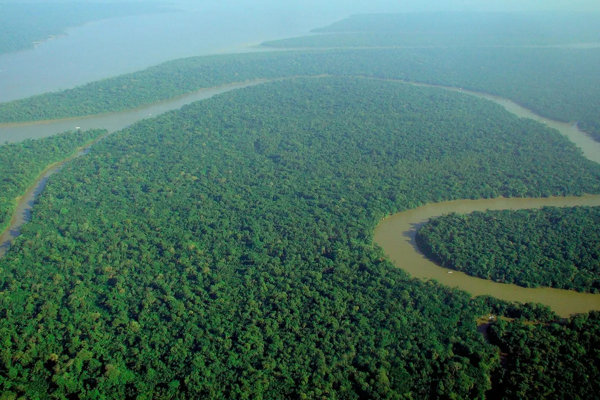 la forêt amazonienne en danger