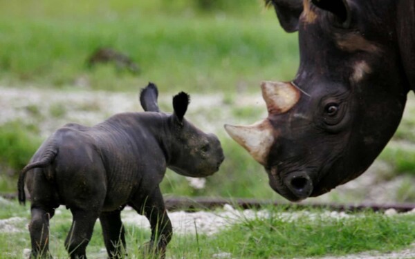 Les rhinocéros noirs du Zimbabwe, menacés d'extinction, font enfin leur retour