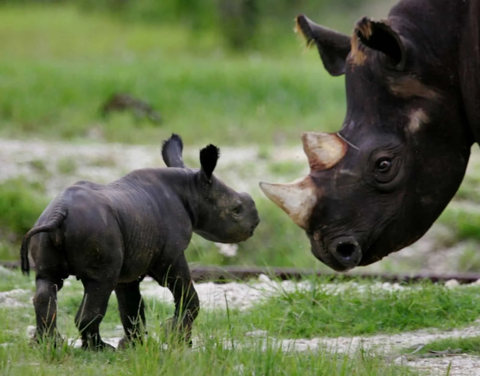 Les rhinocéros noirs du Zimbabwe, menacés d'extinction, font enfin leur retour