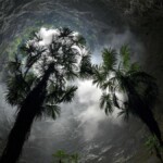 Découverte d'une forêt primitive aux espèces inconnues dans une grotte en Chine