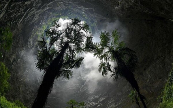 Découverte d'une forêt primitive aux espèces inconnues dans une grotte en Chine