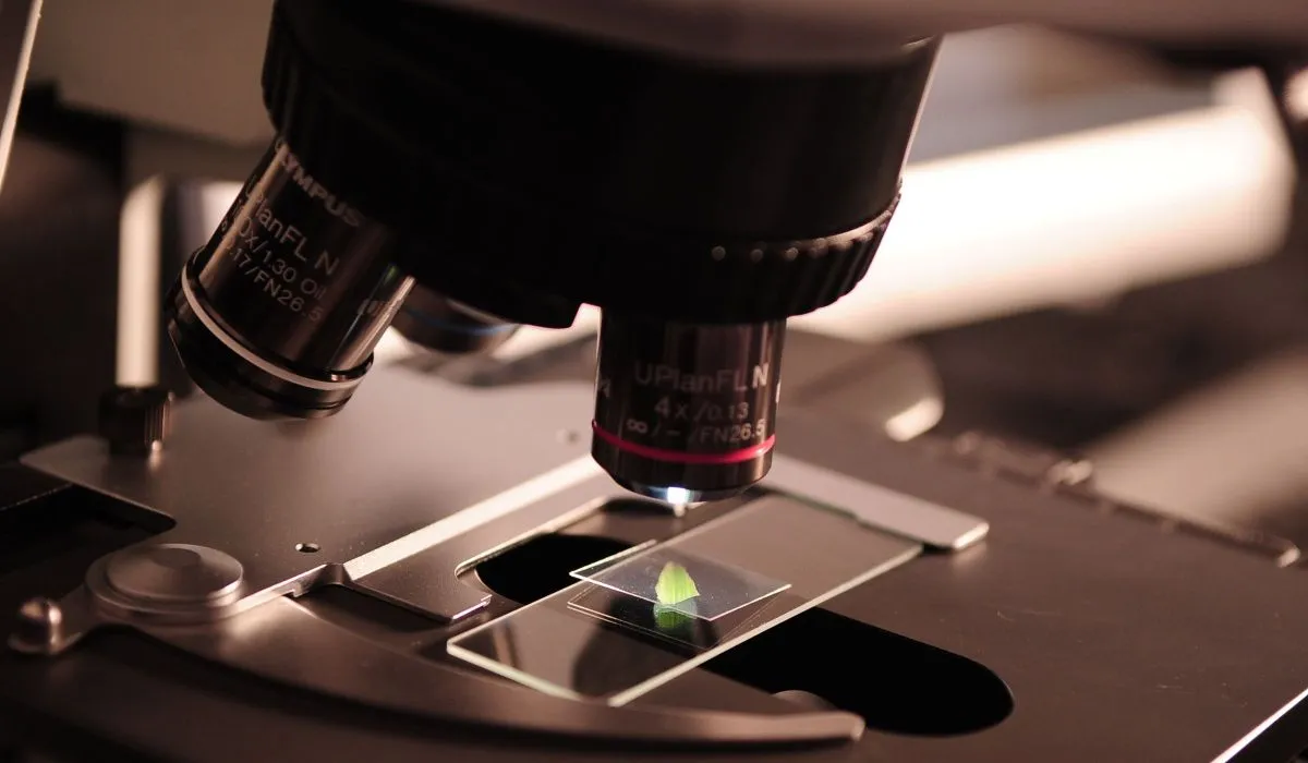 Des embryons humains de 14 jours créés sans ovules ni spermatozoïdes