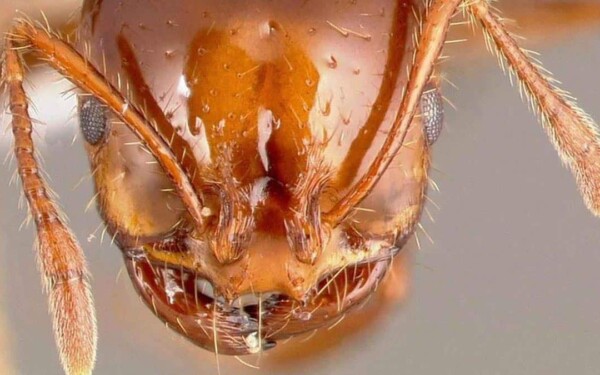Attention à la fourmi de feu rouge : une menace mortelle qui a déjà atteint l'Europe