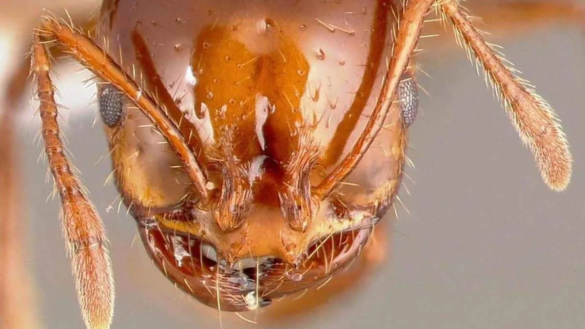 Attention à la fourmi de feu rouge : une menace mortelle qui a déjà atteint l'Europe