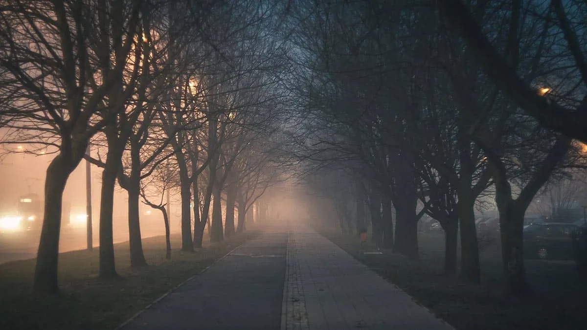 Pourquoi les arbres sont-ils si importants pour nos villes ?