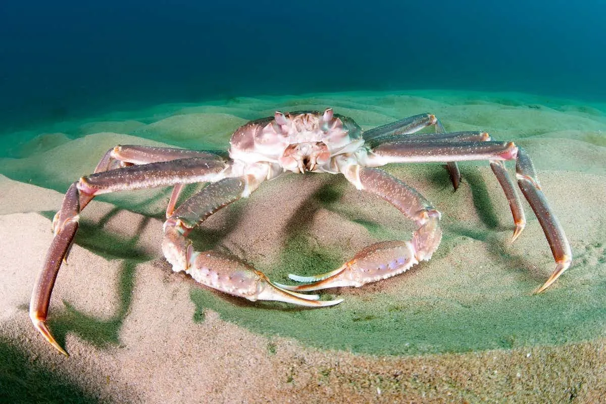 crabe des neiges
