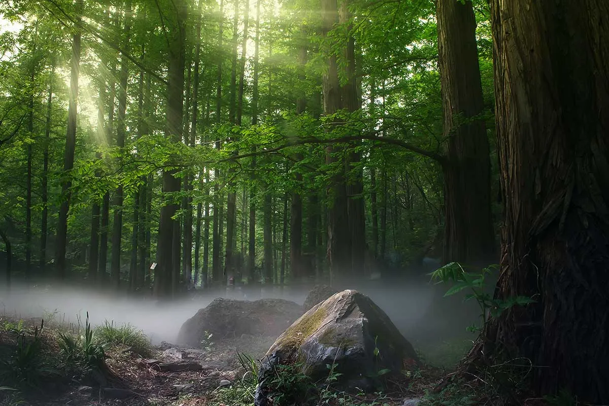 Retour à la nature : Les forêts comme remède à l'agitation urbaine