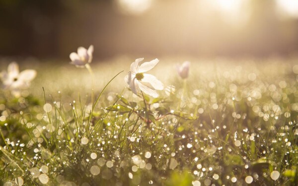 Créer un jardin écologique : principes fondamentaux et solutions innovantes