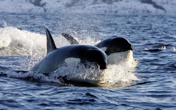 L'oxygénation de la mer Baltique pour une économie super-verte de l'hydrogène, reçoit le soutien de l'ONU