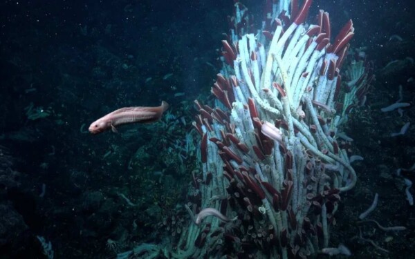 Ils découvrent un riche écosystème de vie animale sous les fonds marins à 2 500 mètres de profondeur