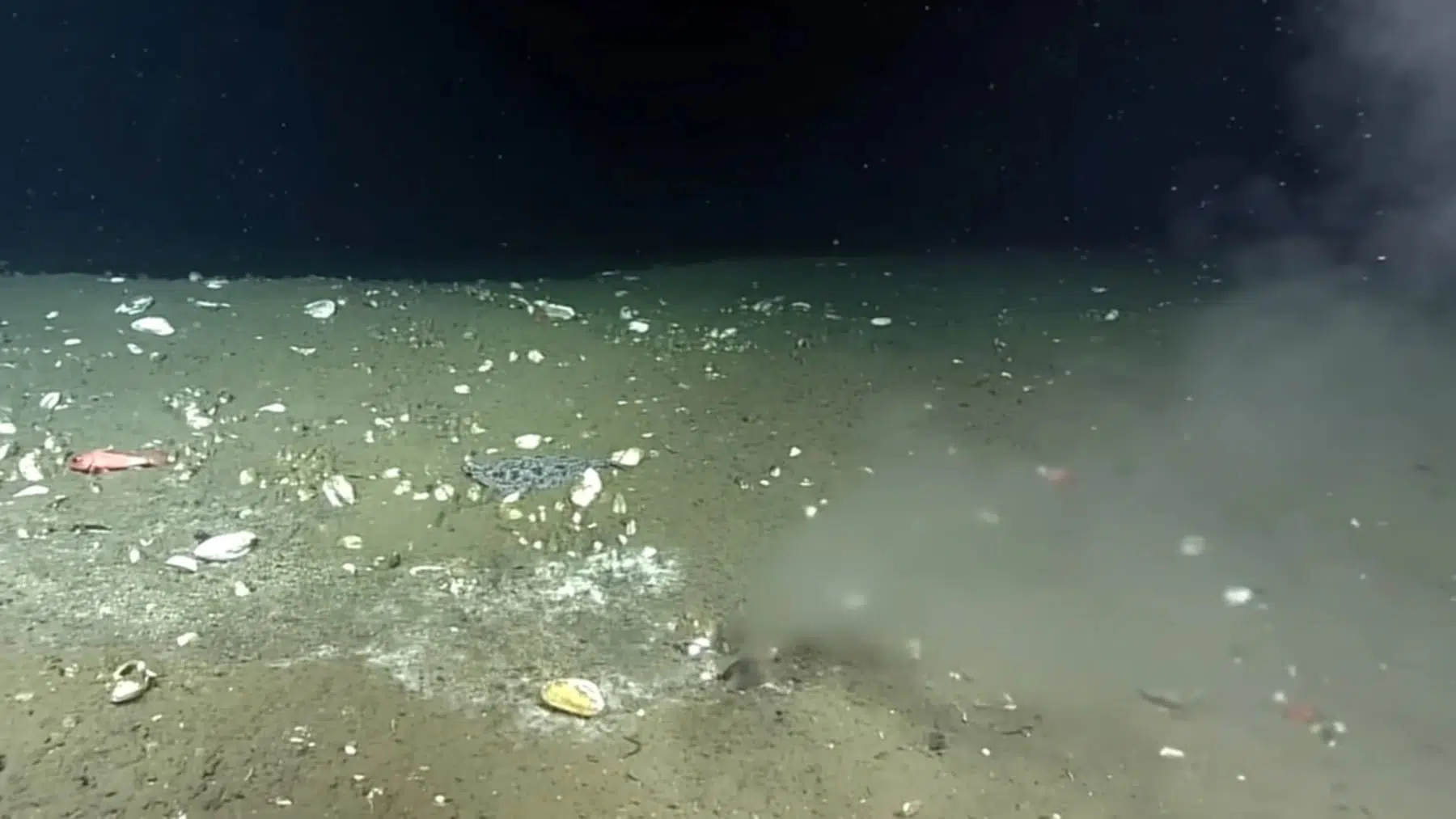 Tombe interdite dans l'Atlantique, fouille archéologique en France