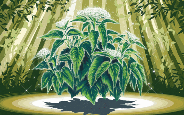 Ortiga mayor Découvrez cette plante sauvage qui purifie et renforce votre