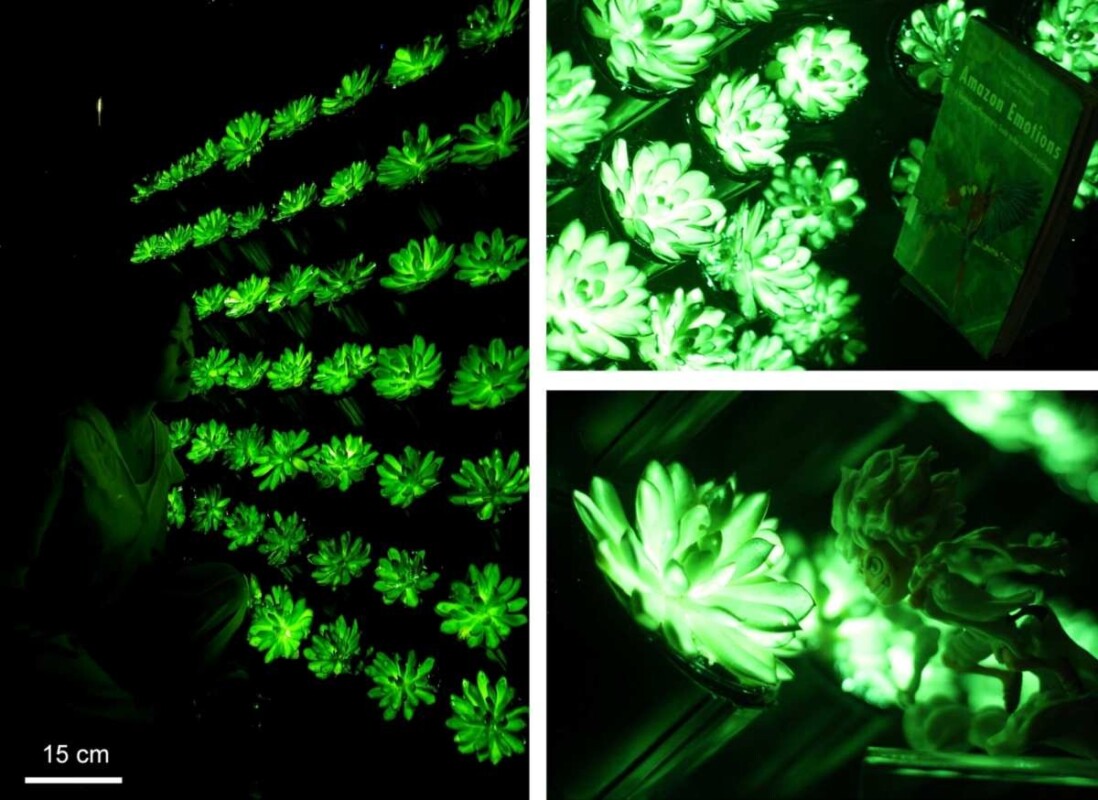 Luminescence multicolore et uniforme alimentée par la lumière solaire dans des plantes vivantes génétiquement modifiées