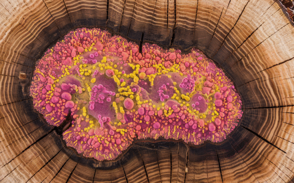 Une vie microbienne cachée Jusquà 1000 millions de microbes dans la