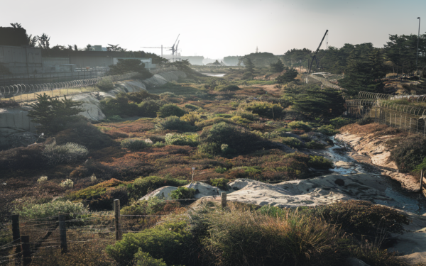 Tensions croissantes autour des drones menacent l'écosystème unique de la DMZ