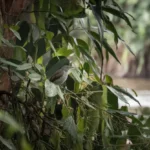 Un oiseau amazonien courant cachait cinq espèces: l'étude qui rebat la carte du grisant