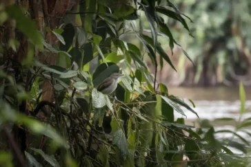 Un oiseau amazonien courant cachait cinq espèces: l'étude qui rebat la carte du grisant