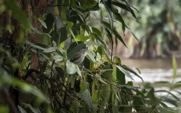 Un oiseau amazonien courant cachait cinq espèces: l'étude qui rebat la carte du grisant