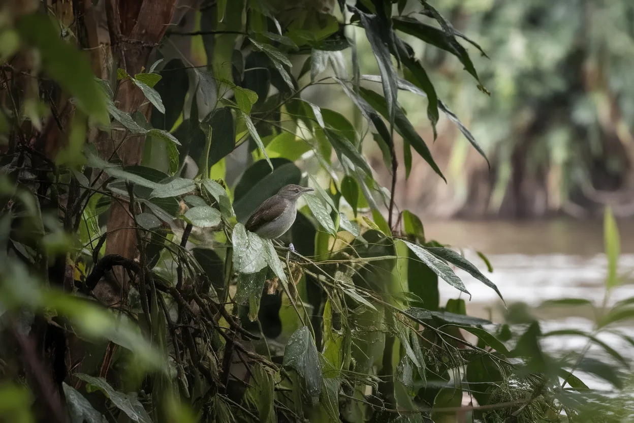 Un oiseau amazonien courant cachait cinq espèces: l'étude qui rebat la carte du grisant