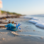 10 dragons bleus recensés, 48 h d'échouages sur les plages du Texas, venin puissant, ce que les chercheurs redoutent