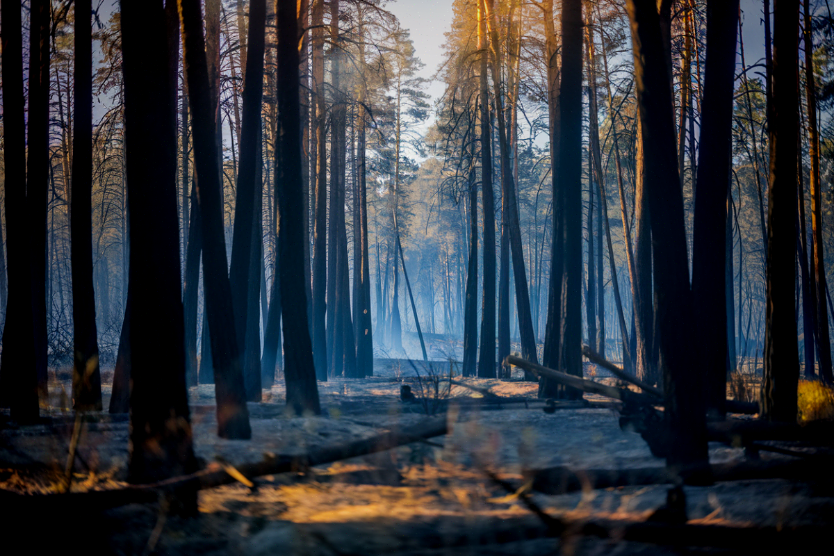 Une forêt de pins calcinée après un incendie de forêt dans le sud de la France en 2026