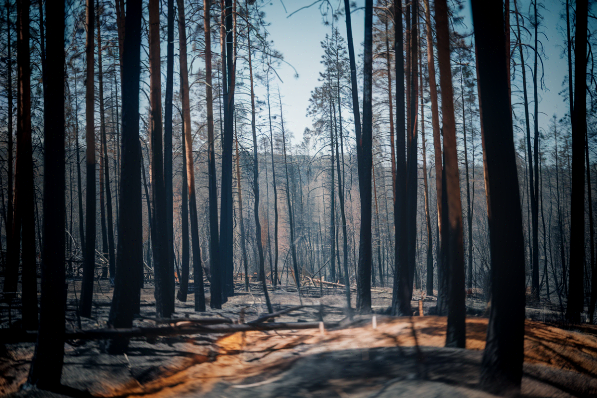 Forêt de pins calcinée après le mégafeu de Gironde, révélant l'impact des incendies sur la faune sauvage