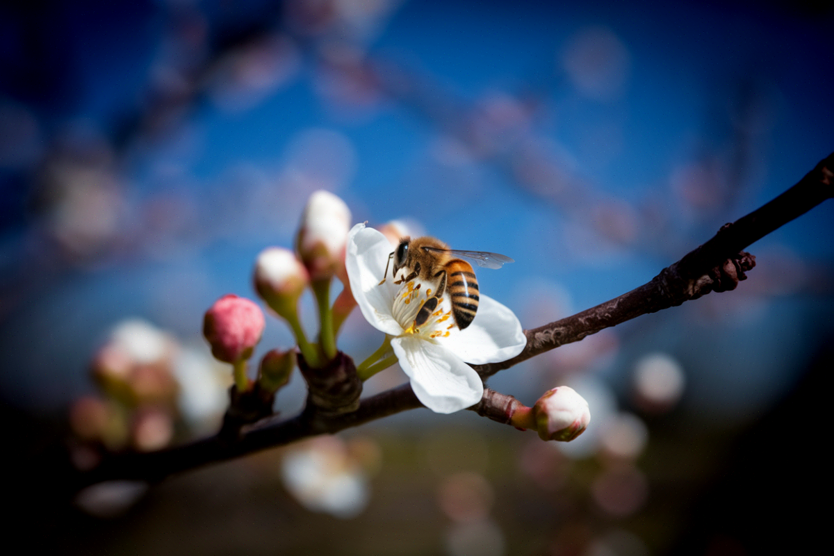 Une abeille butinant une fleur de cerisier, culture visée par la réintroduction de pesticides néonicotinoïdes